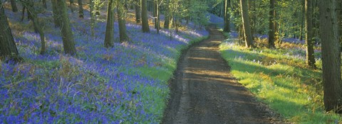 Framed Bluebell flowers along a dirt road in a forest, Gloucestershire, England Print