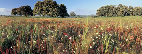 Framed Wild flowers in a field, Andalucia, Spain Print