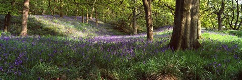 Framed Bluebells In A Forest, Newton Wood, Texas, USA Print