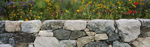Framed Wildflowers growing near a stone wall, Fidalgo Island, Skagit County, Washington State, USA Print