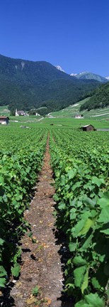 Framed Path In A Vineyard, Valais, Switzerland Print