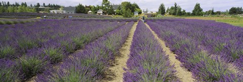 Framed Field of lavender, Jardin Du Soleil, Sequim, Clallam County, Washington State, USA Print
