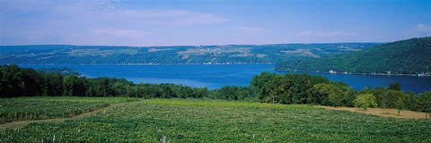 Framed High angle view of a vineyard near a lake, Keuka Lake, Finger Lakes, New York State, USA Print