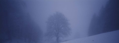 Framed Trees on a snow covered landscape, Schauinsland, Germany Print