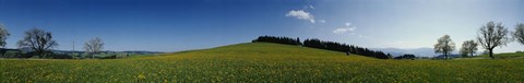 Framed Panoramic view of a landscape, St. Peter, Lindenberg, Black Forest, Germany Print