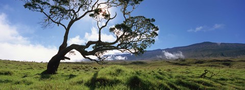 Framed Koa Tree On A Landscape, Mauna Kea, Big Island, Hawaii, USA Print
