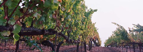 Framed Crops in a vineyard, Sonoma County, California, USA Print