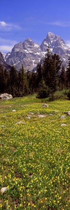 Framed Glacier lilies on a field, North Folk Cascade Canyon, Grand Teton National Park, Wyoming, USA Print