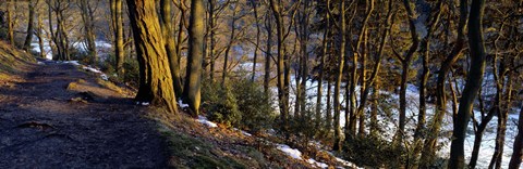 Framed Walkway Passing Through The Forest, Bridgestone Walk, North Yorkshire, England, United Kingdom Print