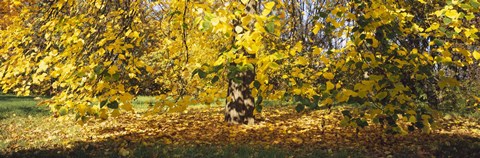 Framed Trees in autumn, Stuttgart, Baden-Wurttemberg, Germany Print