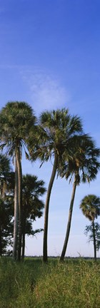 Framed Palm trees on a landscape, Myakka River State Park, Sarasota, Florida, USA Print