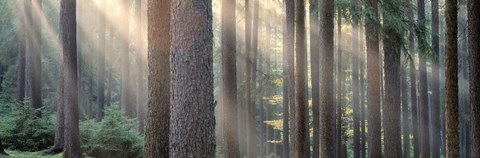 Framed Sunlight shining through trees in a forest, South Bohemia, Czech Republic Print