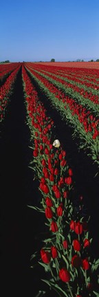 Framed Field of red tulip flowers Print