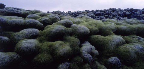 Framed Close-up of moss on rocks, Iceland Print