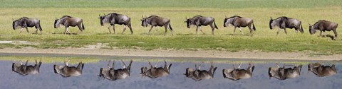 Framed Herd of wildebeests walking in a row along a river, Ngorongoro Crater, Ngorongoro Conservation Area, Tanzania Print