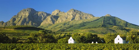 Framed Vineyard in front of mountains, Babylons Torren Wine Estates, Paarl, Western Cape, Cape Town, South Africa Print