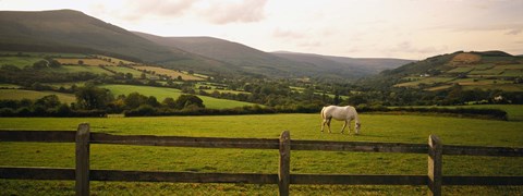 Framed Horse in a field, Enniskerry, County Wicklow, Republic Of Ireland Print