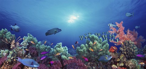 Framed School of fish swimming near a reef, Indo-Pacific Ocean Print