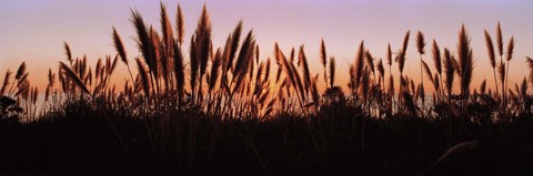 Framed Silhouette of grass in a field at dusk, Big Sur, California, USA Print