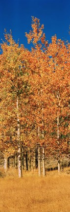 Framed Aspen Trees, Lee Vining, California Print