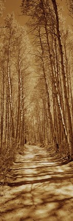 Framed Trees along a road, Log Cabin Gold Mine, Eastern Sierra, Californian Sierra Nevada, California, USA Print