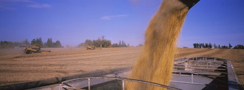 Framed Soybeans harvesting, Minnesota Print