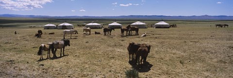 Framed Group of horses and yurts in a field, Independent Mongolia Print