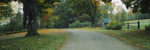 Framed Trees at a Roadside, Vermont Print