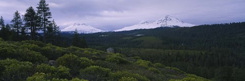 Framed Manzanita Trees in Deschutes National Forest Print