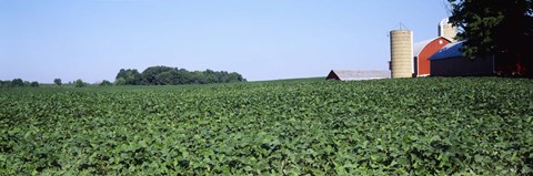 Framed Soybean Field and Barn in Kent County Print