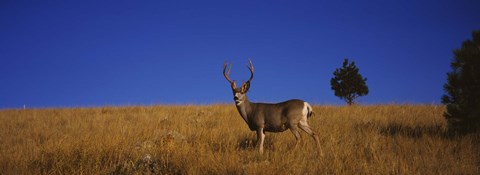 Framed Mule Deer in Field Print