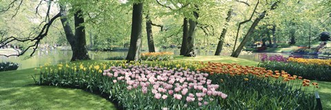 Framed Flowers in a garden, Keukenhof Gardens, Netherlands Print