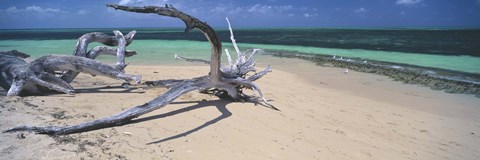 Framed Driftwood on the beach, Green Island, Great Barrier Reef, Queensland, Australia Print