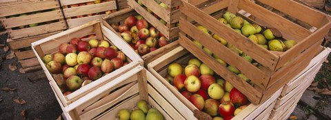 Framed High angle view of harvested apples in wooden crates, Weinsberg, Baden-Wurttemberg, Germany Print