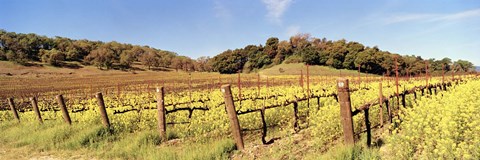 Framed Mustard Flowers in a Field, Napa Valley, California Print