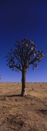 Framed Joshua tree (Yucca brevifolia) in a field, California, USA Print