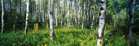 Framed Field of Rocky Mountain Aspens Print