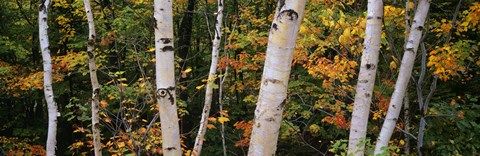 Framed Birch trees in a forest, New Hampshire, USA Print