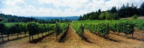 Framed Vineyard on a landscape, Adelsheim Vineyard, Newberg, Willamette Valley, Oregon, USA Print