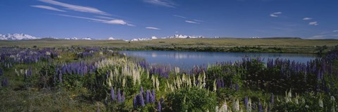 Framed Flowers blooming at the lakeside, Lake Pukaki, Mt Cook, Mt Cook National Park, South Island, New Zealand Print