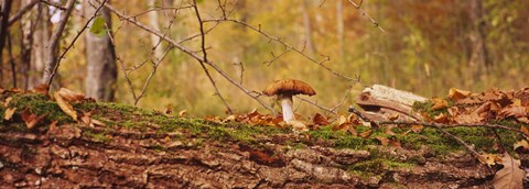 Framed Mushroom on a tree trunk, Baden-Wurttemberg, Germany Print