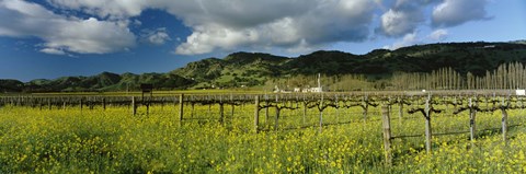 Framed Mustard crop in a field near St. Helena, Napa Valley, Napa County, California, USA Print