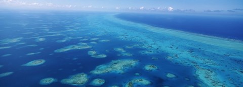 Framed Coral reef in the sea, Belize Barrier Reef, Ambergris Caye, Caribbean Sea, Belize Print