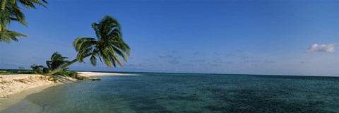 Framed Palm tree overhanging on the beach, Laughing Bird Caye, Victoria Channel, Belize Print