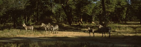 Framed Herd of zebras in a forest, Hwange National Park, Matabeleland North, Zimbabwe Print