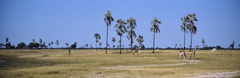 Framed Giraffes (Giraffa camelopardalis) in a national park, Hwange National Park, Matabeleland North, Zimbabwe Print