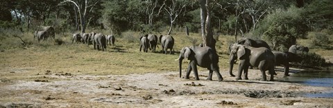 Framed African elephants (Loxodonta africana) in a forest, Hwange National Park, Matabeleland North, Zimbabwe Print