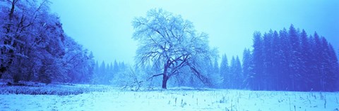 Framed Trees in a snow covered landscape, Yosemite Valley, Yosemite National Park, Mariposa County, California, USA Print