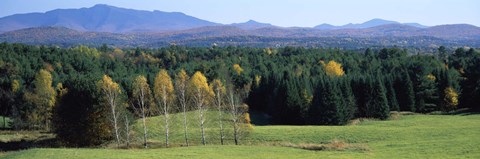 Framed Trees in a forest, Stowe, Lamoille County, Vermont, USA Print