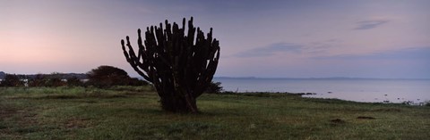 Framed Silhouette of a cactus at the lakeside, Lake Victoria, Great Rift Valley, Kenya Print